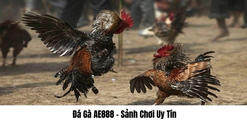 Đá gà AE888